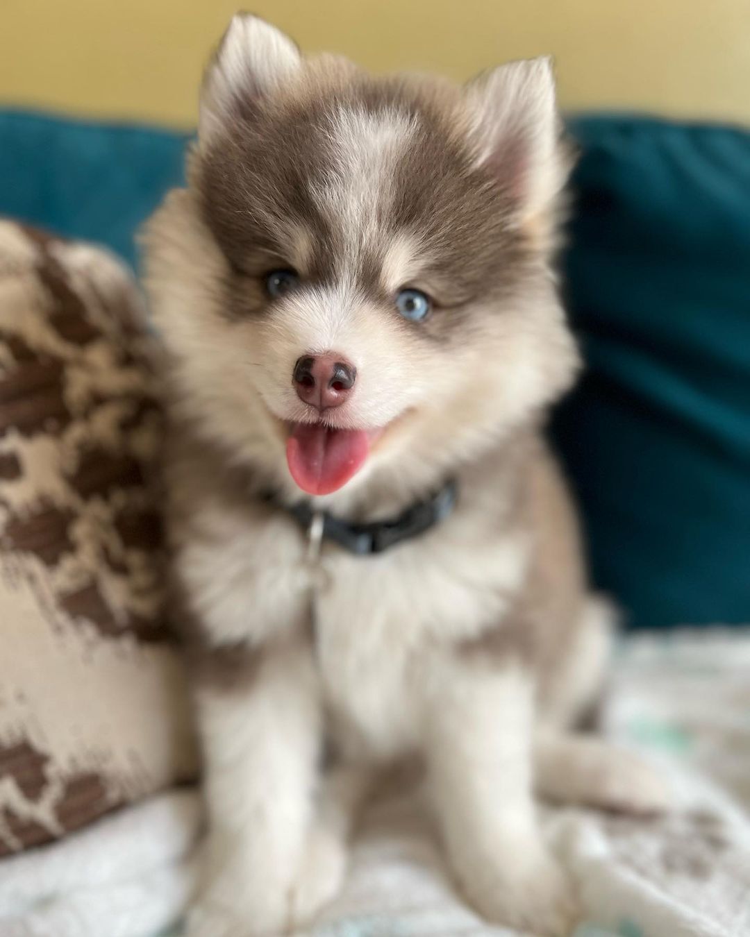 pomsky puppies for sale | buy siberian pomsky breed