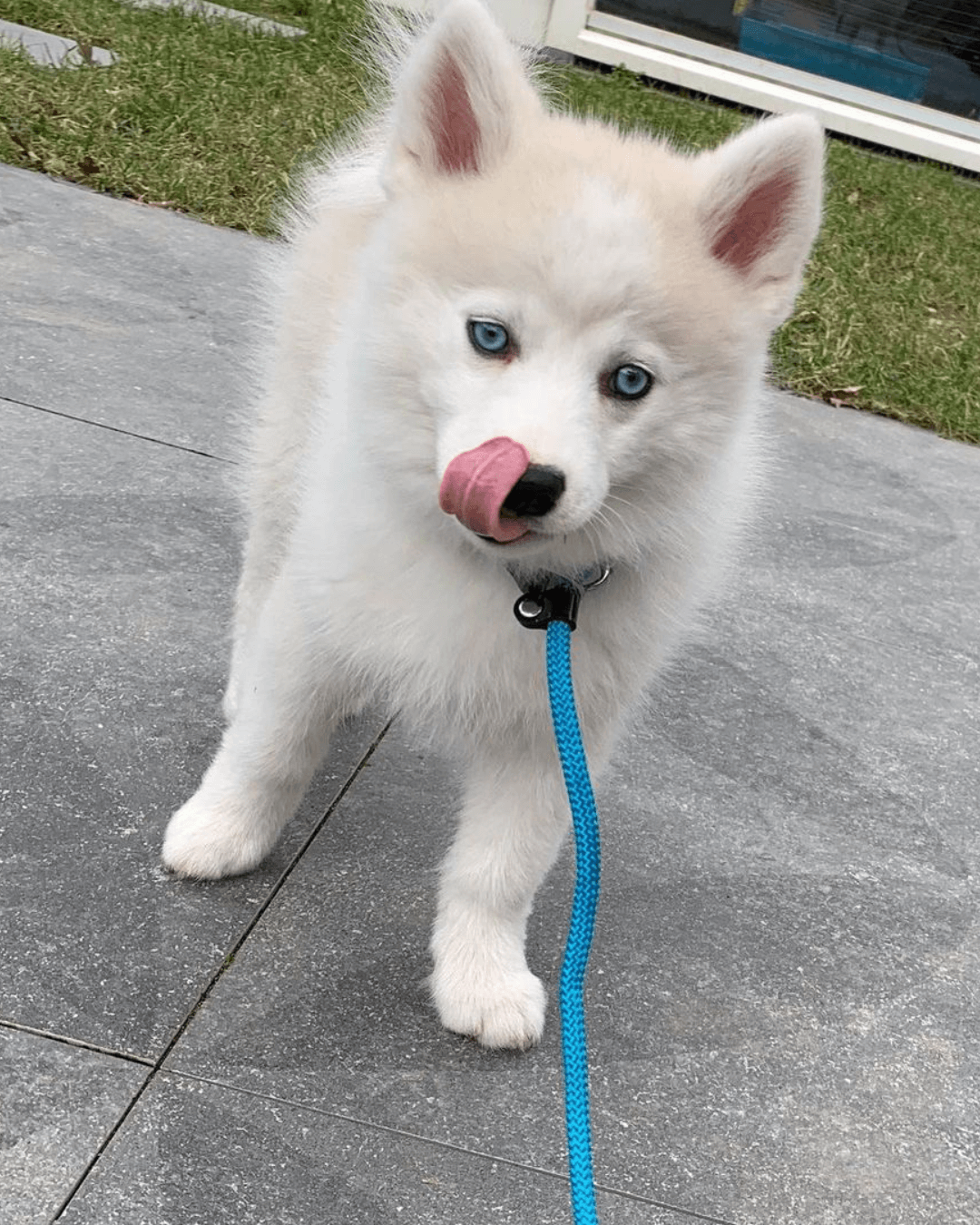 pomsky puppies for sale | buy siberian pomsky breed