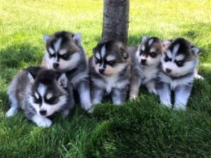 24 great pomsky facts 1714443302 buy siberian husky pomsky for sale