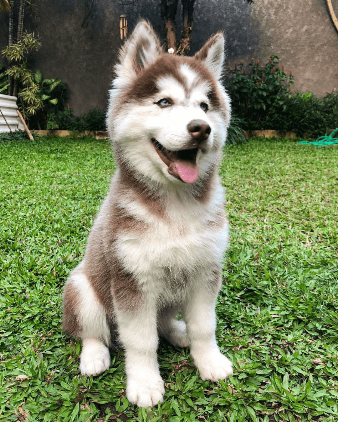 husky puppies for sale | buy siberian husky breeder