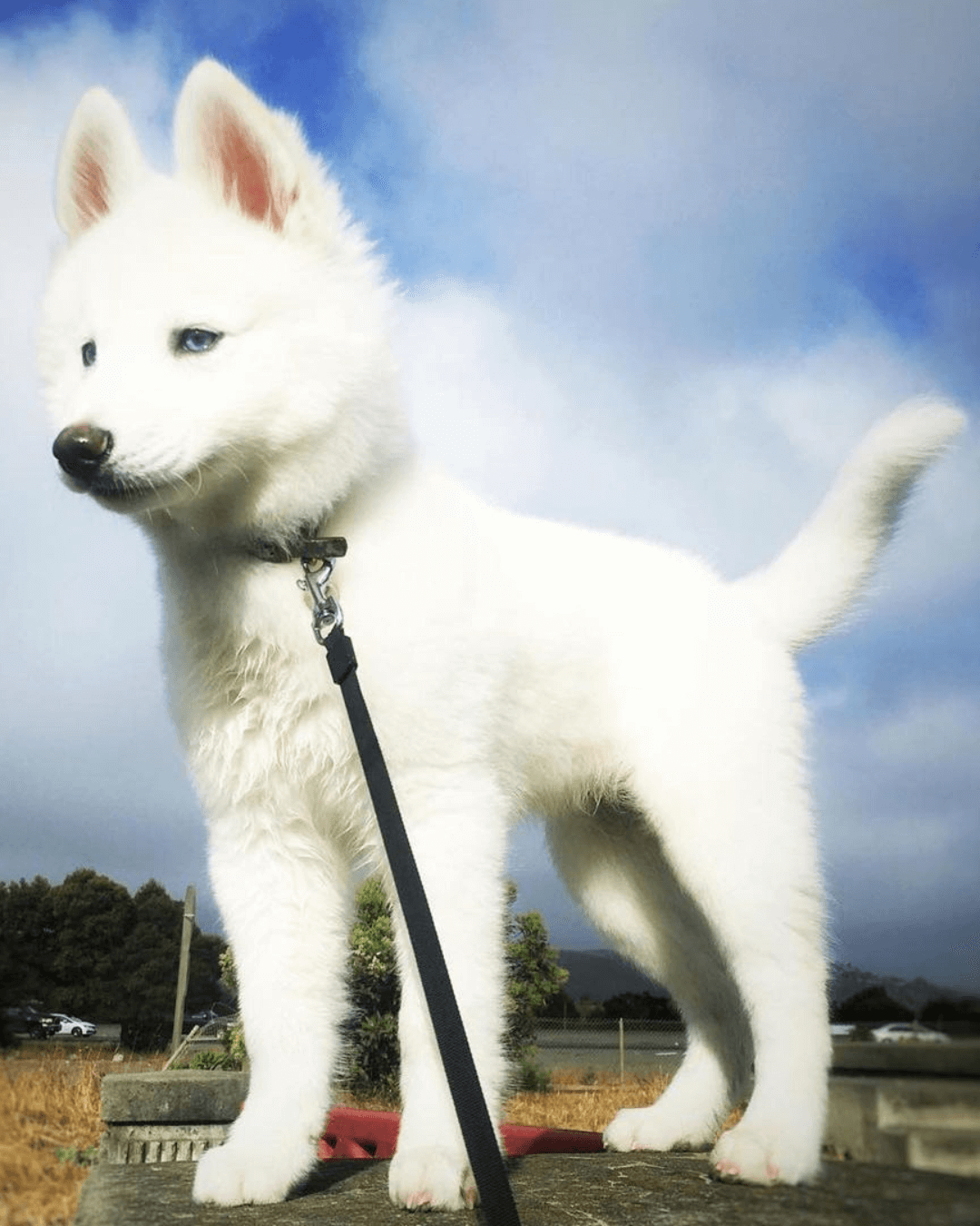 pomsky puppies for sale | buy siberian pomsky breed