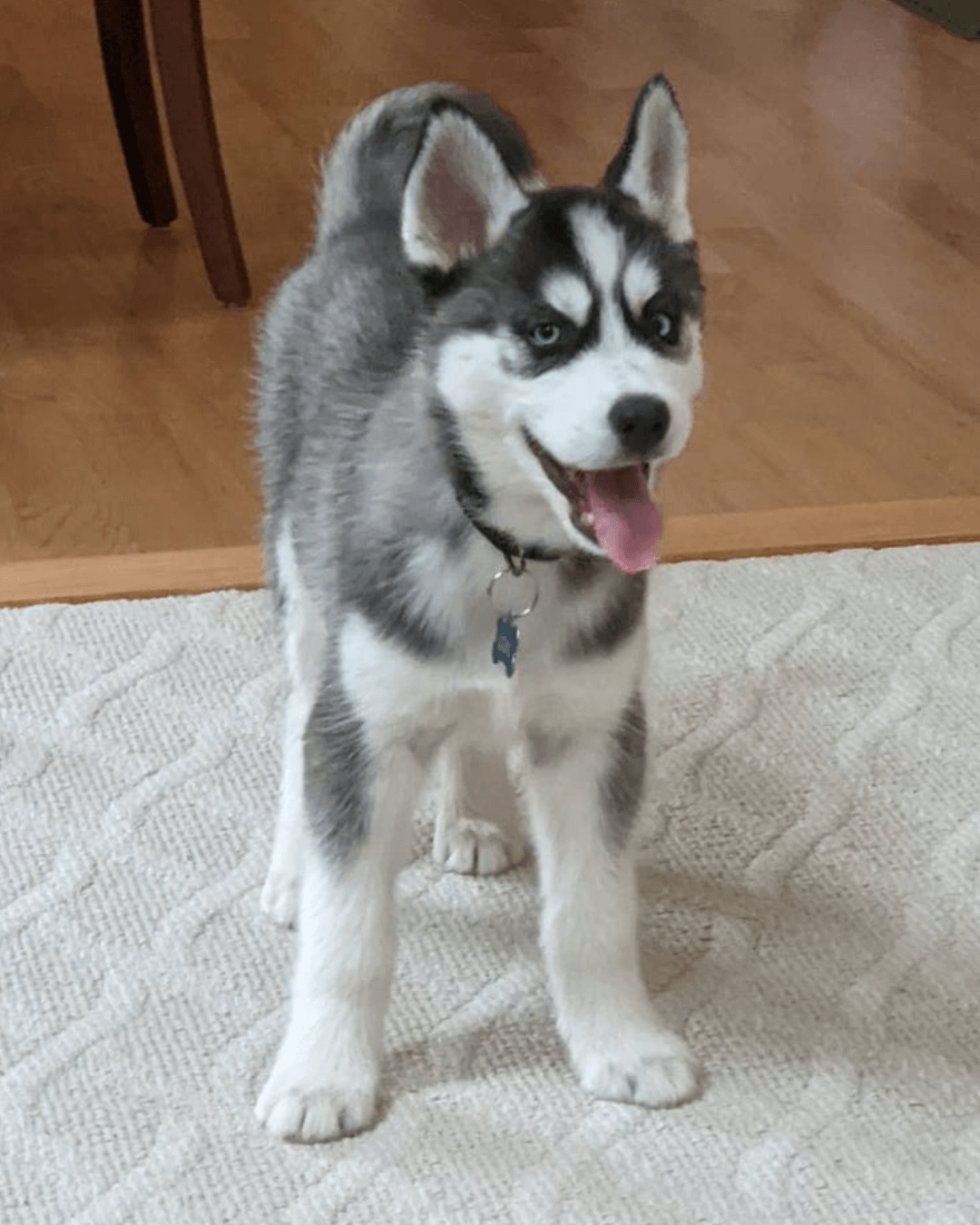 husky puppies for sale | buy siberian husky