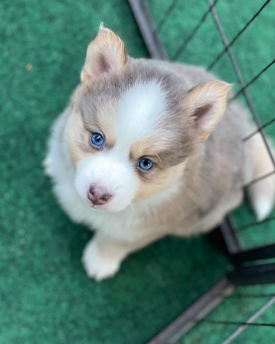 pomsky puppies for sale | buy siberian pomsky breed