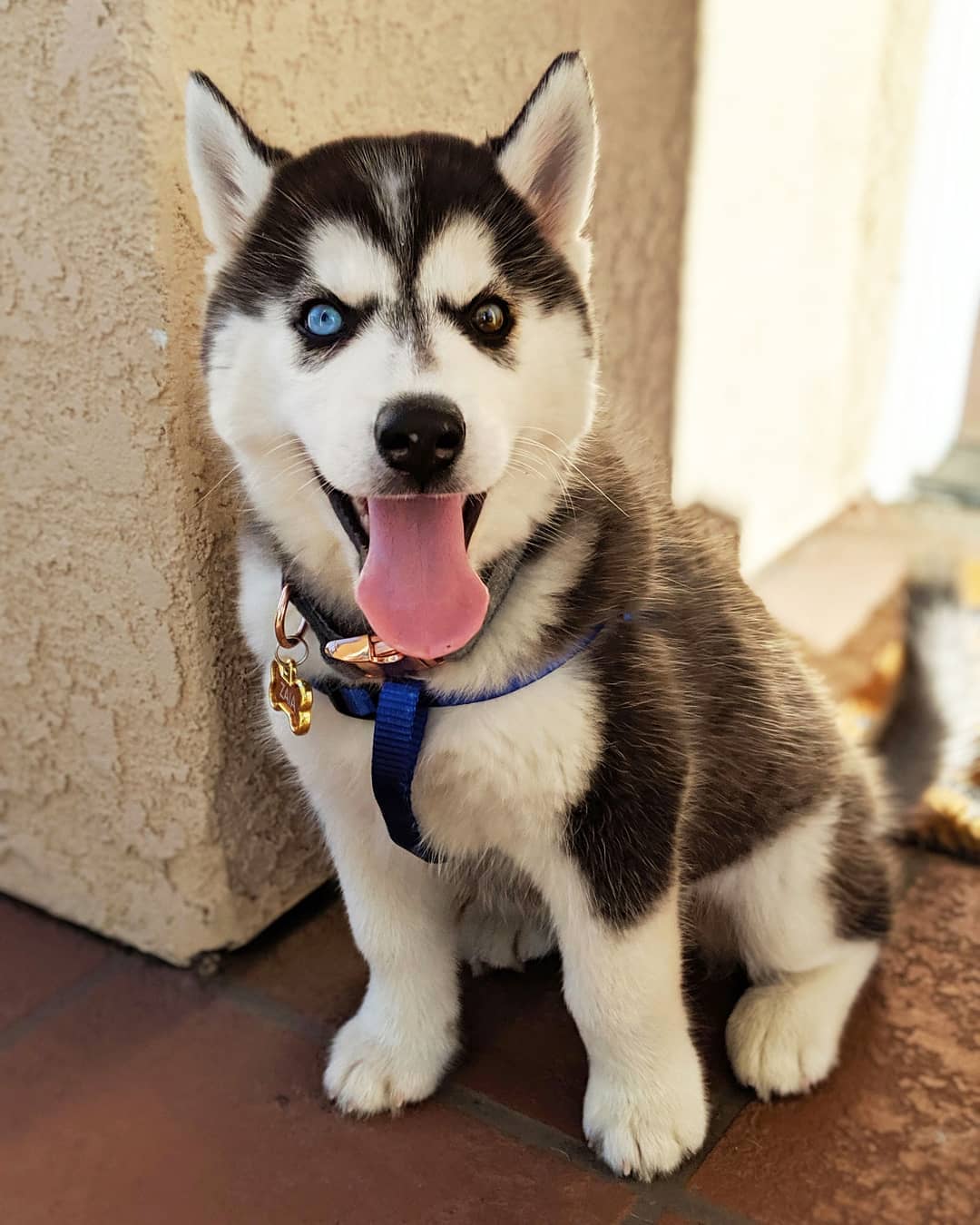 husky puppies for sale | buy siberian husky