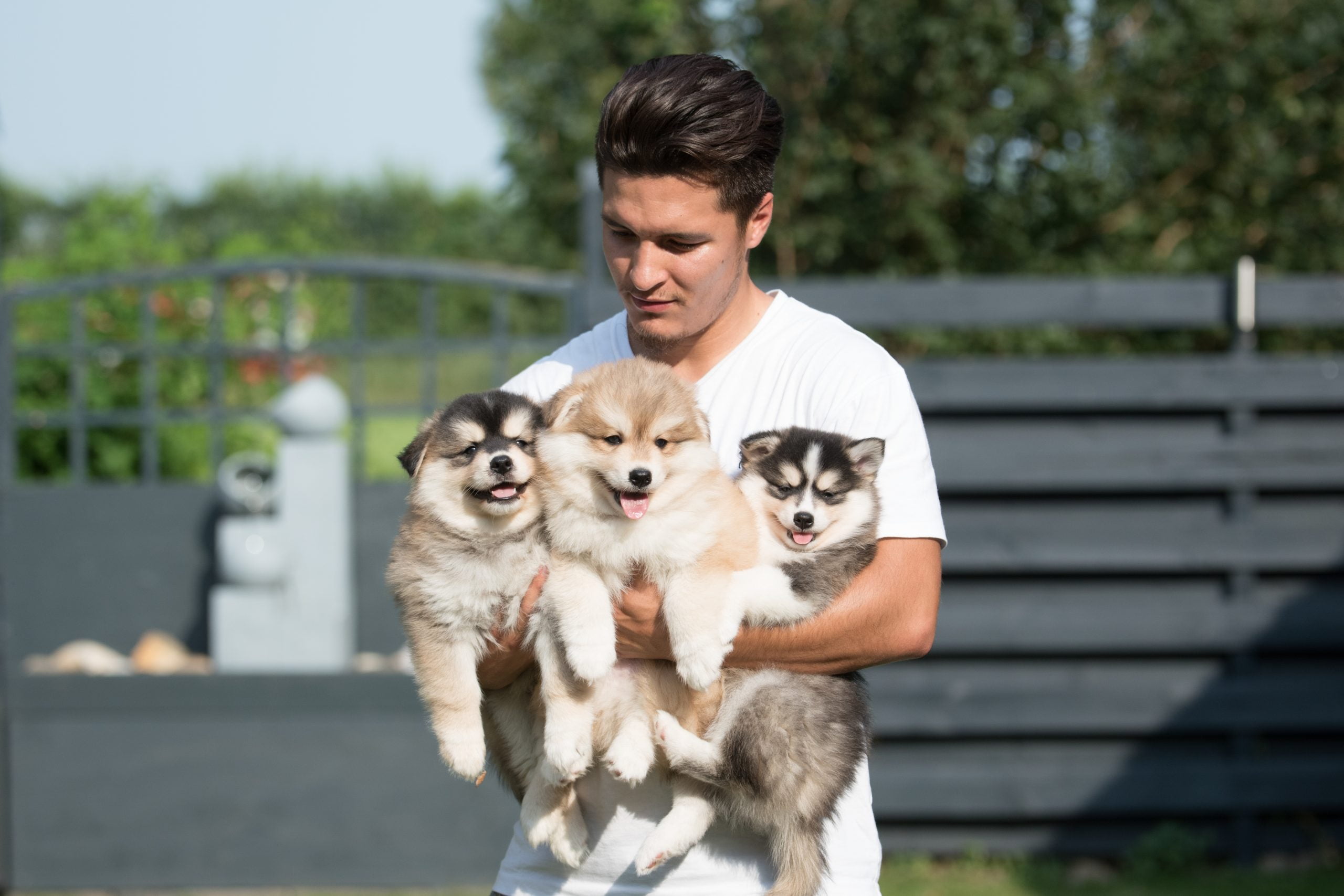 huskys family | husky farm | siberian husky breeder