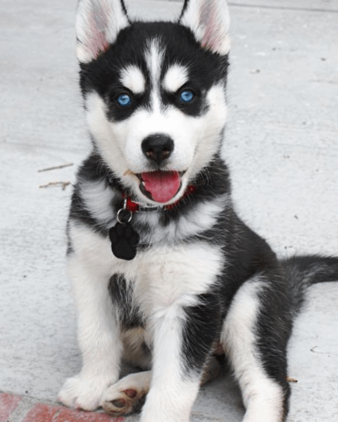 husky puppies for sale | buy siberian husky