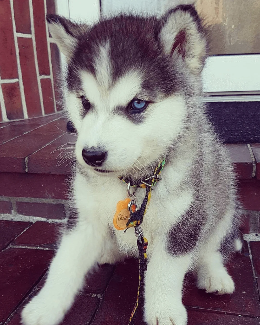 husky puppies for sale | buy siberian husky