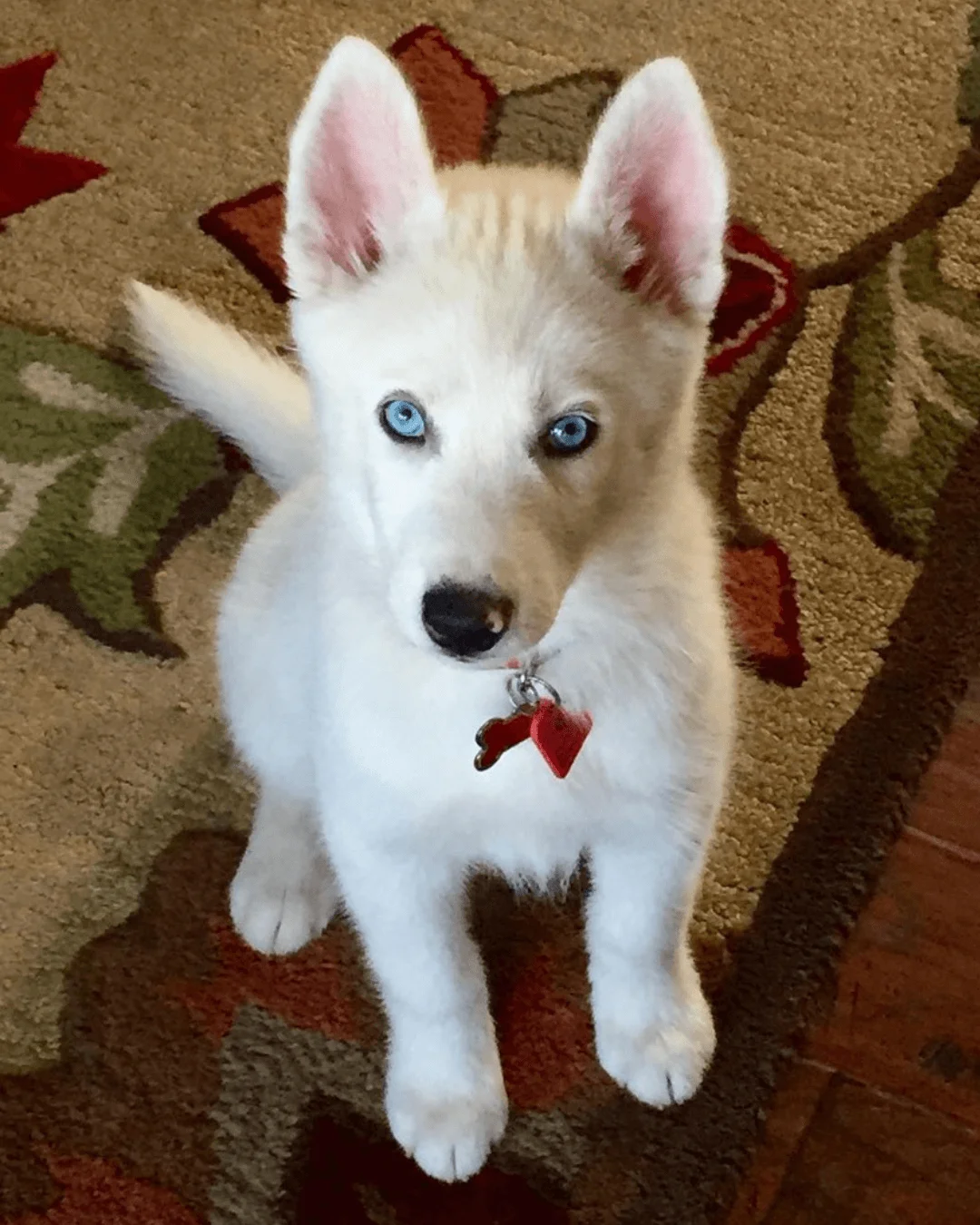 husky puppies for sale | buy siberian husky