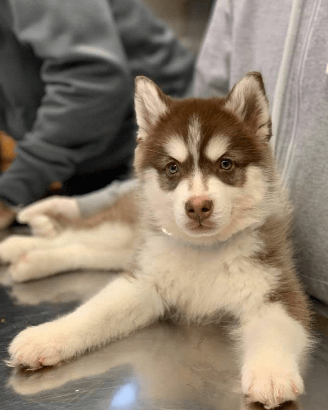 siberian husky pomsky puppies for sale (5)