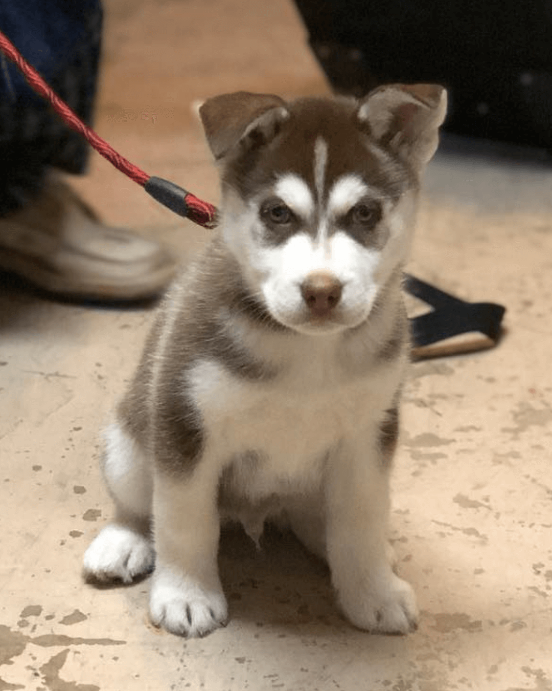 husky puppies for sale | buy siberian husky