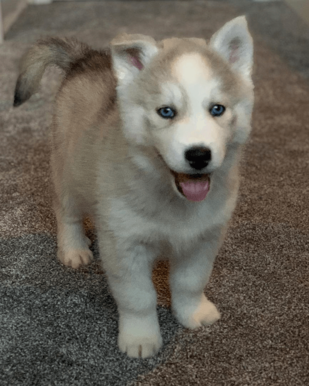 husky puppies for sale | buy siberian husky