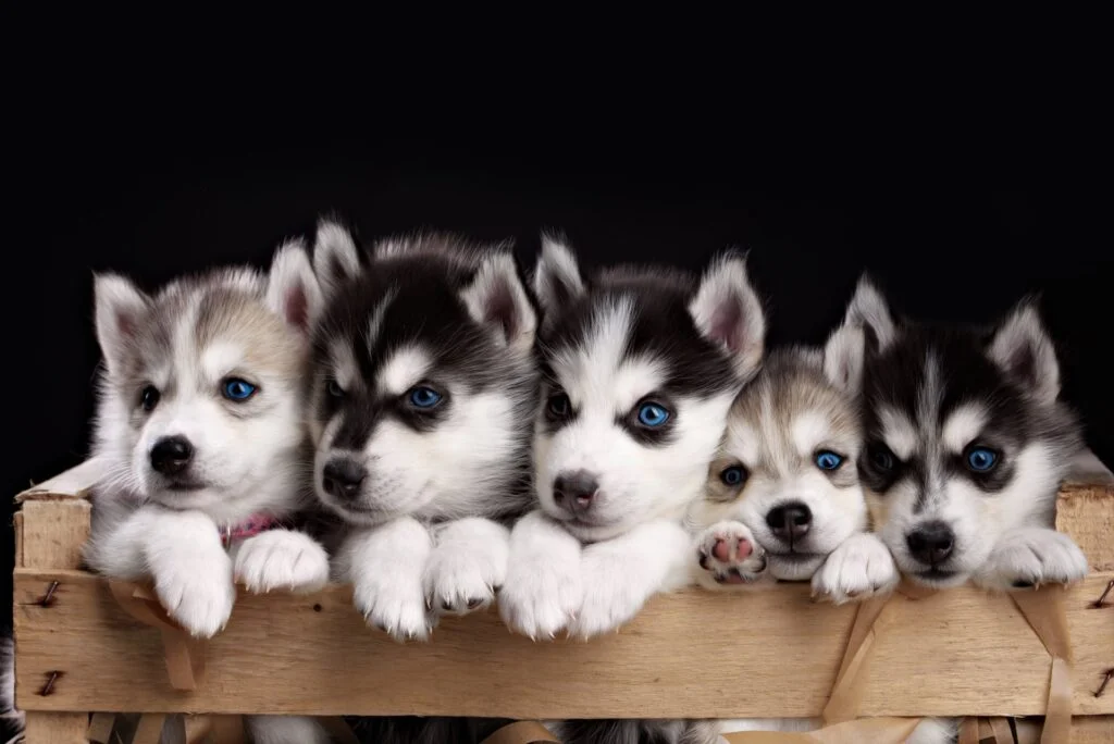 siberian huskies | siberian husky | pomsky breeder